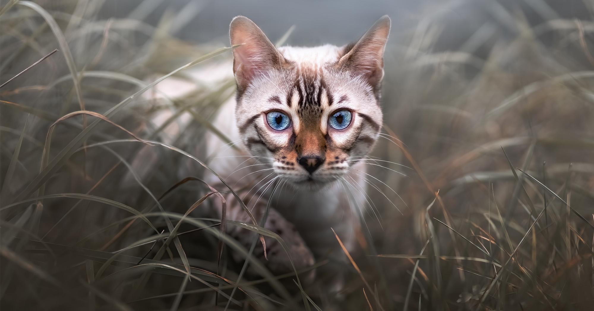 siamkatze-im-freilauf