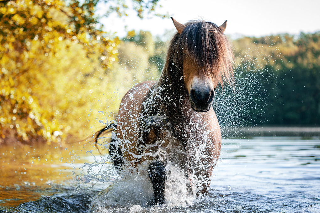 Pony imWasser