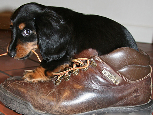 Hund zerkaut einen Schuh