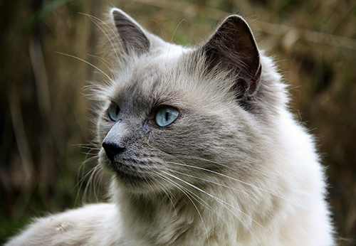 Katze mit blauen Augen