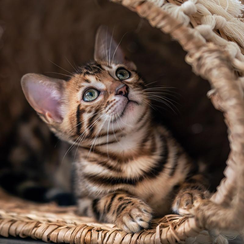 Bengalkitten